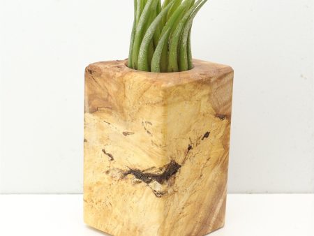 Wood Burl  Air Plant Holder - Harper (Wood Burl, 685225) Online Hot Sale