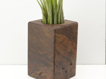 Wood Burl  Air Plant Holder - Yasmin (Wood Burl, 685236) Discount