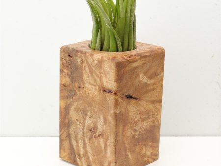 Wood Burl  Air Plant Holder - Trent (Wood Burl, 685250) For Discount