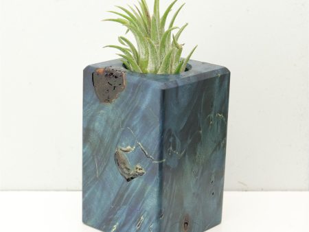 Wood Burl  Air Plant Holder - Yvette (Wood Burl, 686372) For Cheap