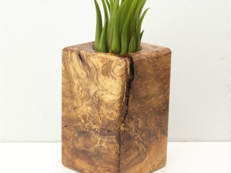 Wood Burl  Air Plant Holder - Kari (Wood Burl, 685238) For Discount