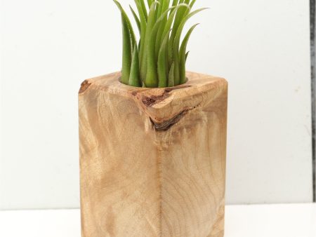 Wood Burl  Air Plant Holder - Jace (Wood Burl, 685242) on Sale