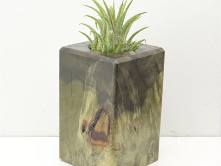 Wood Burl  Air Plant Holder - Kennedy (Wood Burl, 686355) Cheap