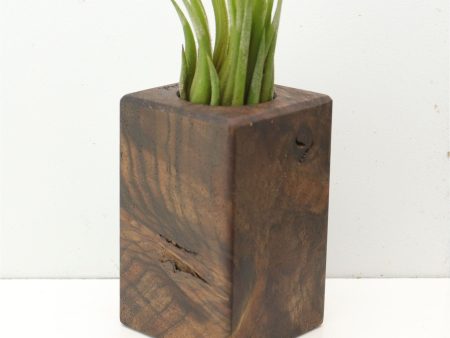 Wood Burl  Air Plant Holder - Kennedi (Wood Burl, 685216) Cheap