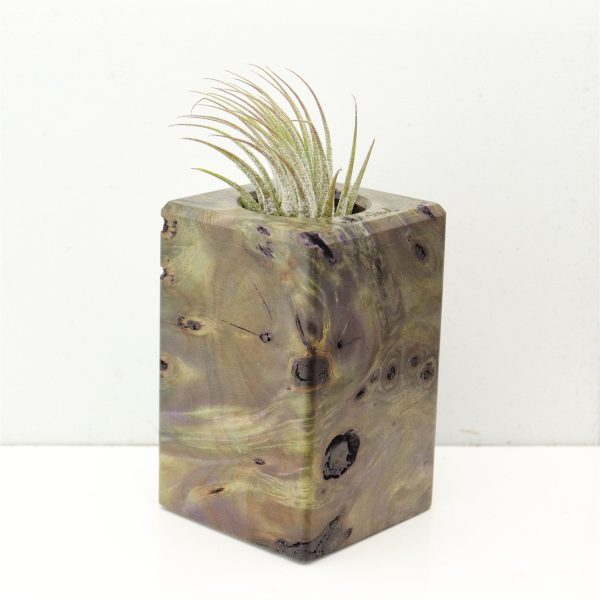 Wood Burl  Air Plant Holder - Anthony (Wood Burl, 686350) For Cheap