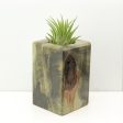 Wood Burl  Air Plant Holder - Annalise (Wood Burl, 686344) Cheap