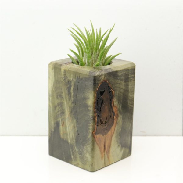 Wood Burl  Air Plant Holder - Annalise (Wood Burl, 686344) Cheap