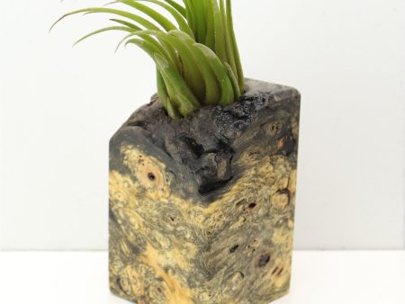 Wood Burl  Air Plant Holder - Shawn (Wood Burl, 685210) Online now