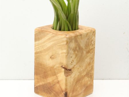 Wood Burl  Air Plant Holder - Shawn (Wood Burl, 685249) Hot on Sale