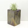 Wood Burl  Air Plant Holder - Morgan (Wood Burl, 686374) Hot on Sale