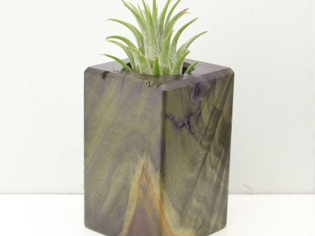 Wood Burl  Air Plant Holder - Morgan (Wood Burl, 686374) Hot on Sale