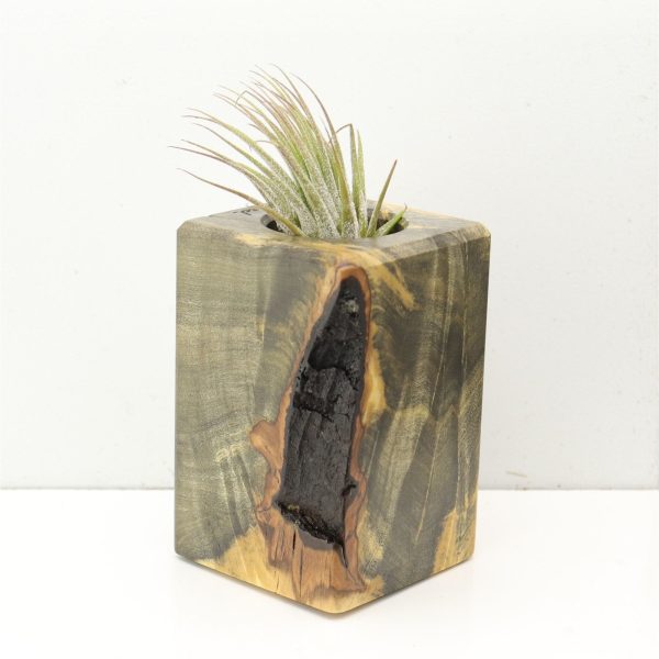 Wood Burl  Air Plant Holder - Abel (Wood Burl, 686362) For Sale