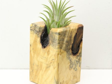 Wood Burl  Air Plant Holder - Marjorie (Wood Burl, 686351) Discount